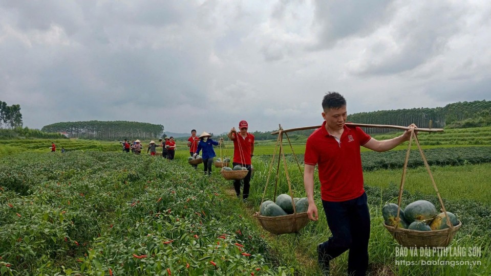 Cán bộ, đoàn viên thanh niên Agribank Lạng Sơn hỗ trợ vận chuyển dưa hấu cho bà con xã Tú Đoạn, huyện Lộc Bình