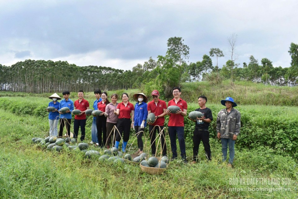 Cán bộ, đoàn viên thanh niên Agribank Lạng Sơn hỗ trợ thu hoạch dưa hấu tại ruộng cho bà con xã Tú Đoạn, huyện Lộc Bình