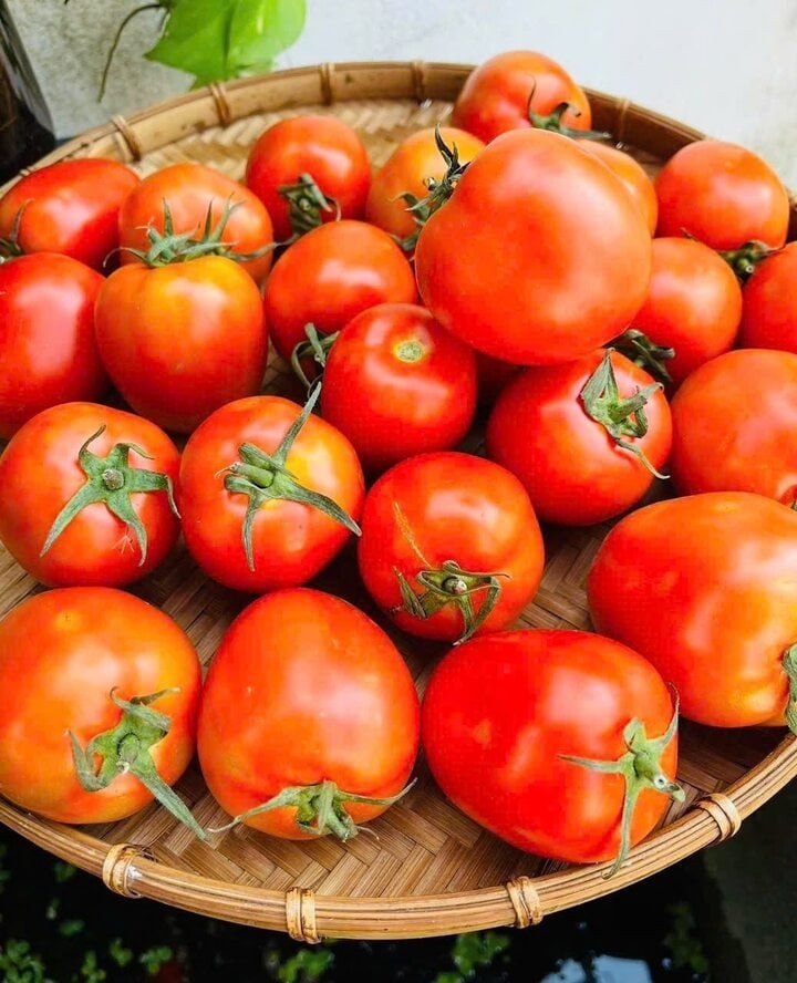 Cà chua có nguy cơ nhiễm thuốc bảo vệ thực vật và chất kích thích. (Ảnh: Kiểu Uyên)