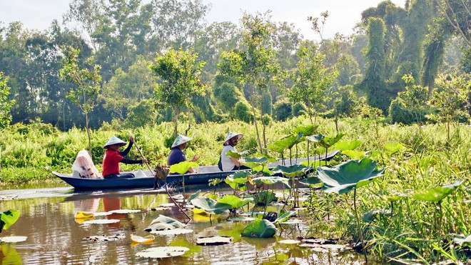 Khách du lịch quốc tế tham quan rừng tràm Trà Sư (thị xã Tịnh Biên, tỉnh An Giang). (Ảnh: Thanh Sang/TTXVN)