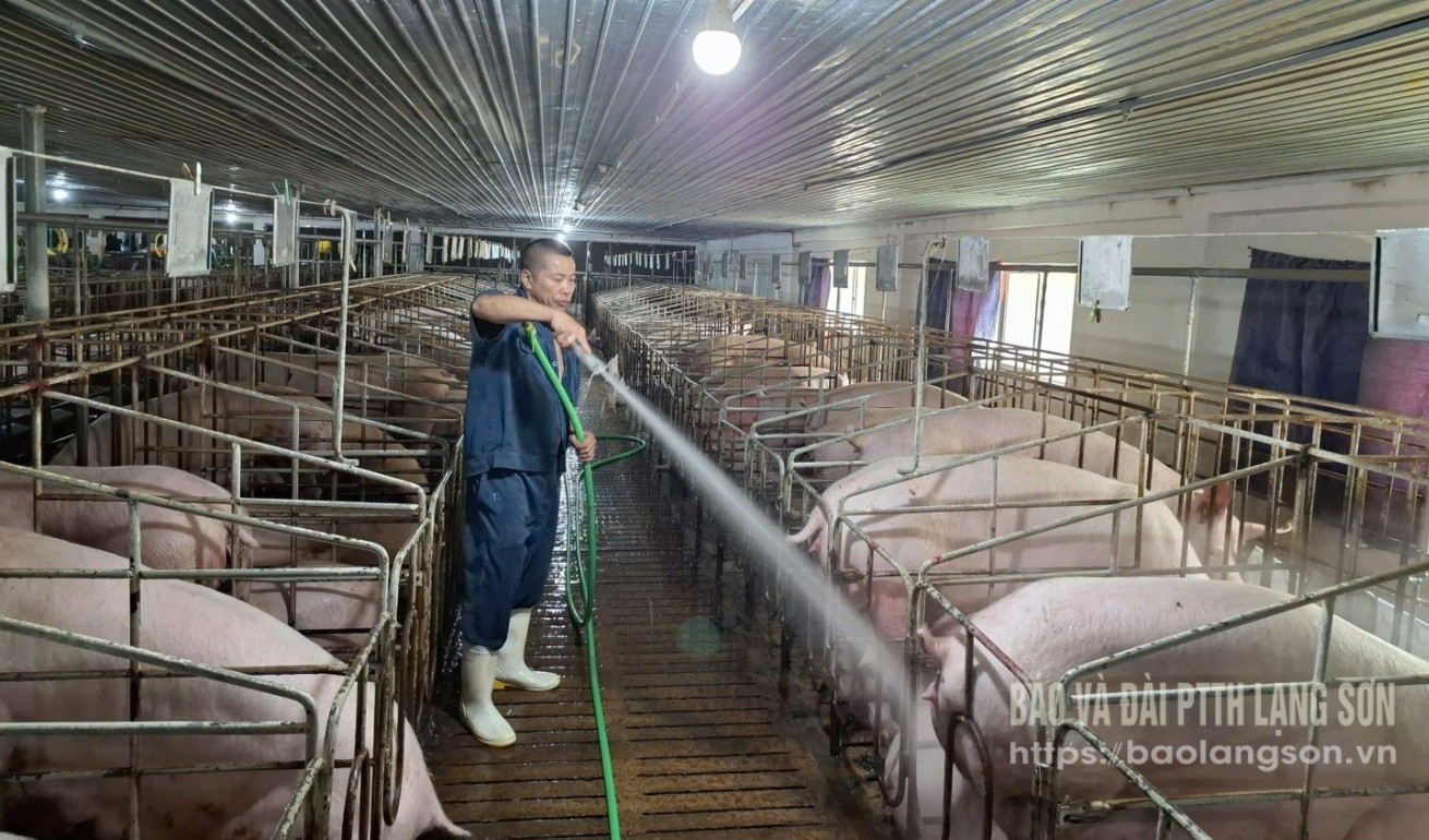 Công nhân HTX Lùng Khoang, huyện Văn Quan vệ sinh chuồng nuôi lợn 