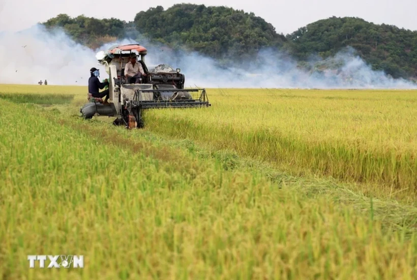 Thu hoạch lúa gạo. (Ảnh: Hồng Đạt/TTXVN)