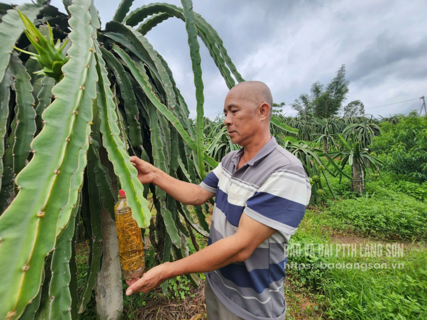 Ông Nguyên bẫy bả ruồi vàng hại quả thanh long trong vườn