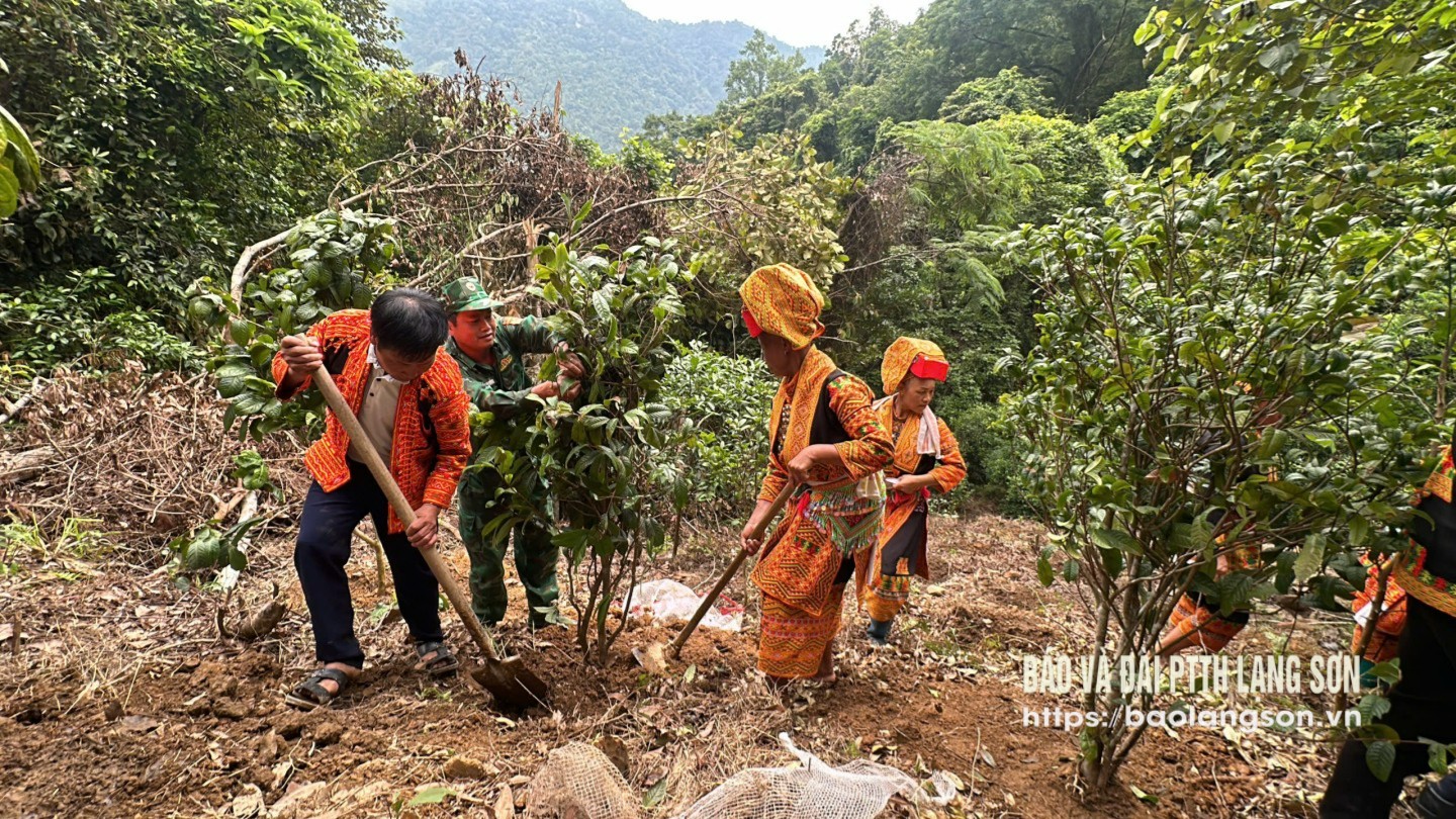 Cán bộ, chiến sỹ Đồn Biên phòng Ba Sơn hỗ trợ người dân xã Ba Sơn trồng trà hoa vàng