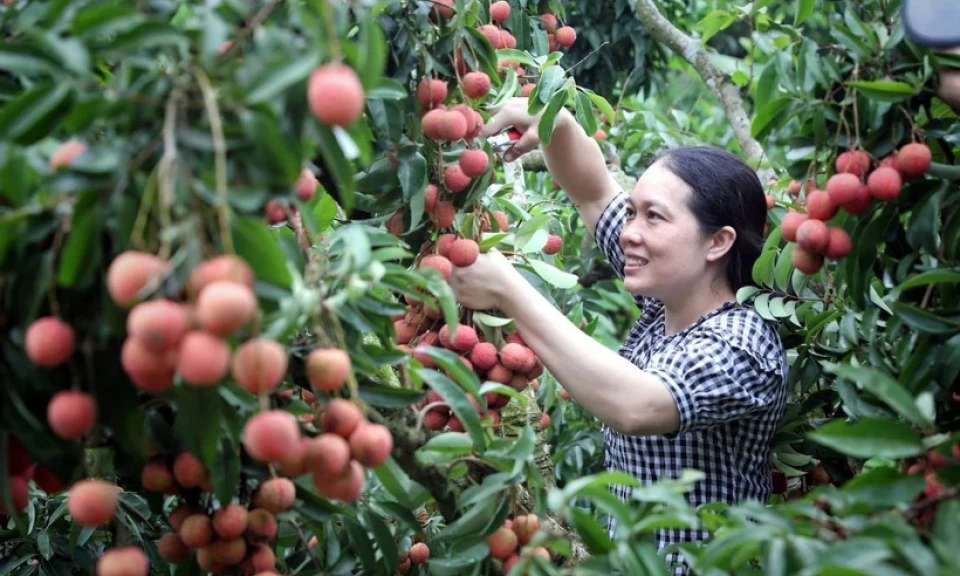 Mùa vải 2025: Sản lượng kỷ lục, kịch bản tiêu thụ và xuất khẩu ra sao?