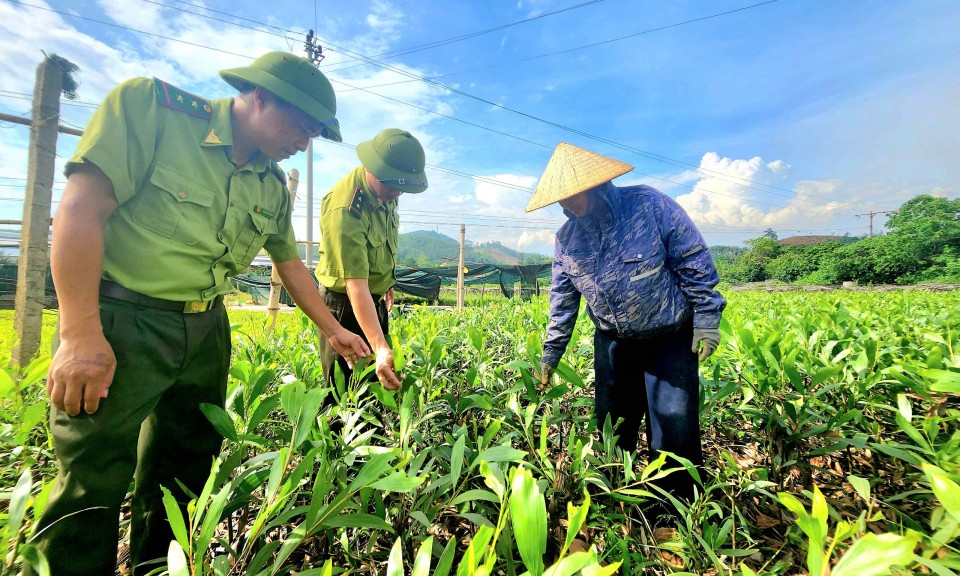 Đảm bảo chất lượng cây giống lâm nghiệp