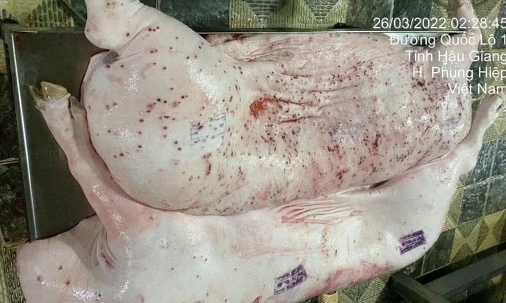 Thông tin mới về kiểm dịch sai sản phẩm lợn bệnh của Công ty C.P. Việt Nam