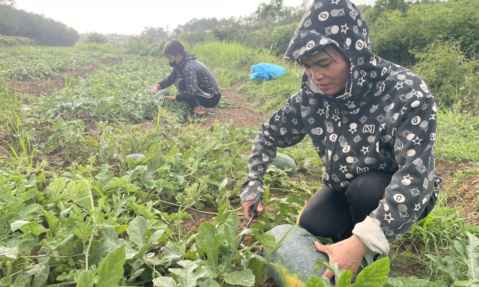 Lộc Bình: Nỗi buồn dưa hấu