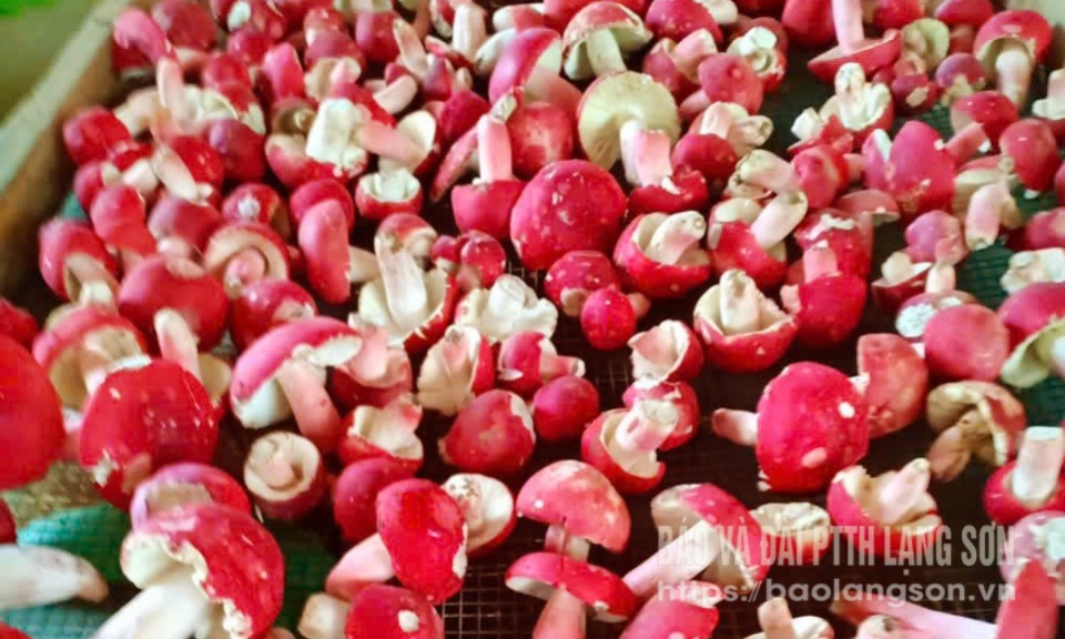 Vàng đỏ giữa đại ngàn 