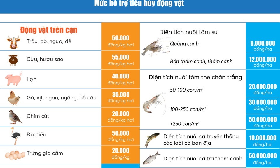 Infographics: Mức hỗ trợ cơ sở sản xuất có động vật tiêu huỷ khi có dịch