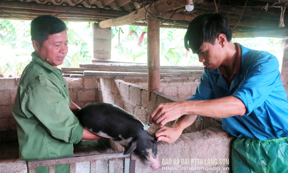 Tiêm vắc-xin DTLCP:  Người chăn nuôi không thể chậm trễ