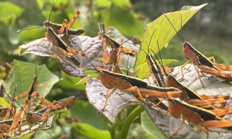 Không để châu chấu bùng phát gây hại tre, luồng và cây trồng nông nghiệp