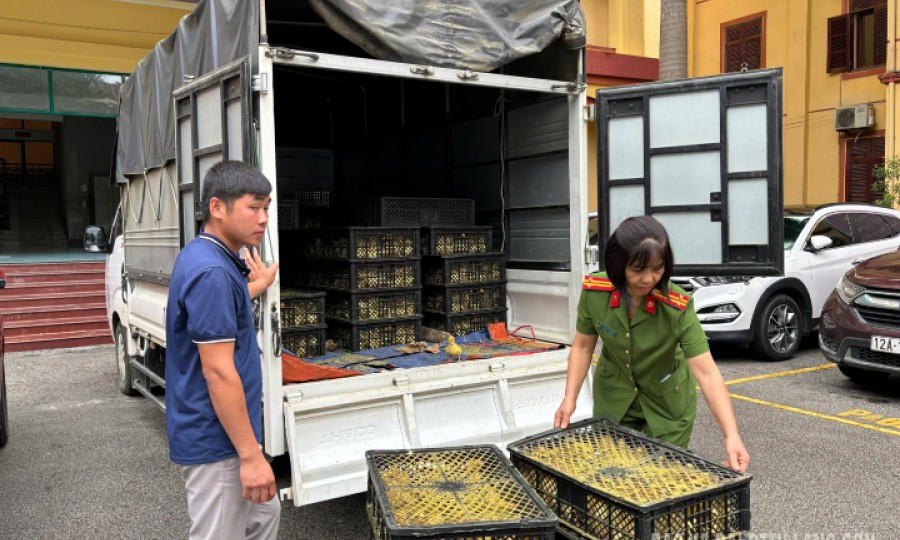 Phát hiện, tạm giữ 6.000 con vịt giống không rõ nguồn gốc