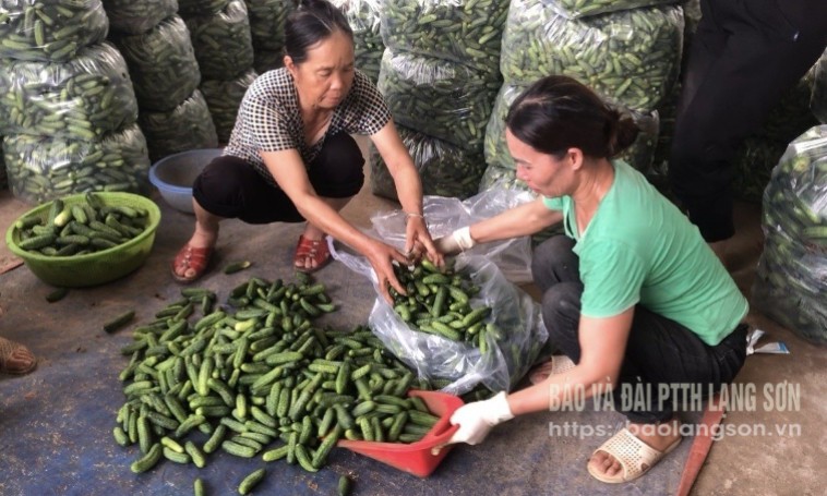 Lộc Bình: Sản xuất gắn với tiêu thụ