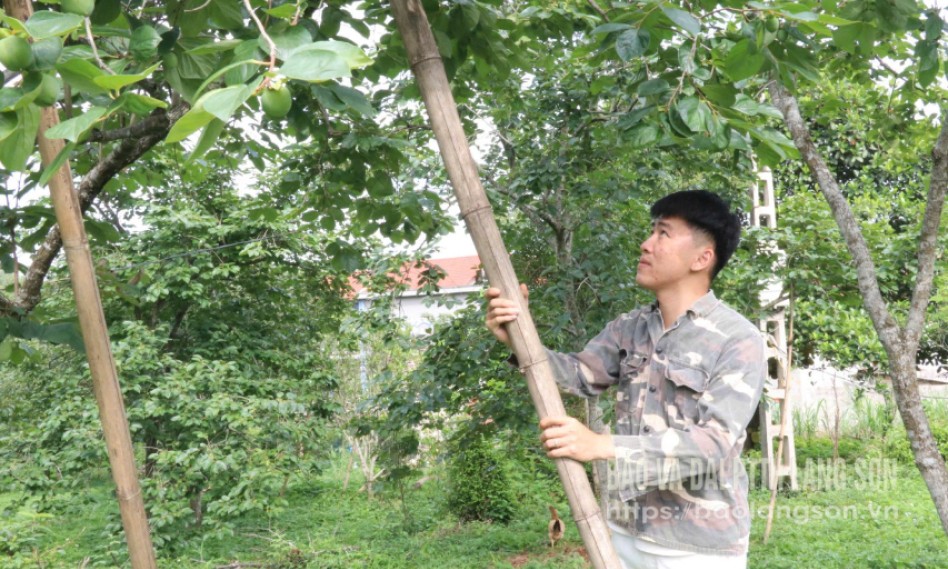 Bảo vệ cây trồng từ gốc