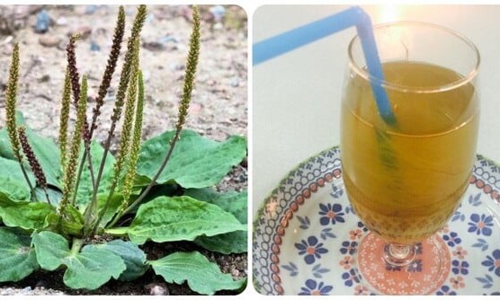 Cây mã đề nấu nước uống có tác dụng gì?