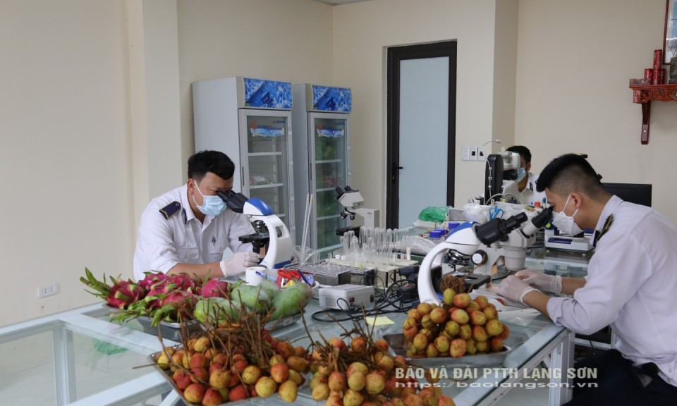 Lạng Sơn: Hơn 2.385 tấn vải thiều quả tươi xuất khẩu qua các cửa khẩu của tỉnh
