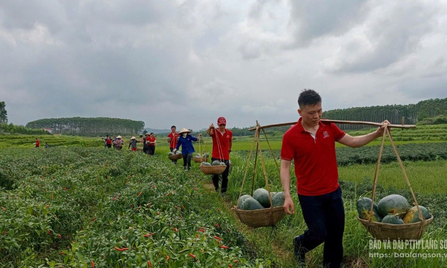 Đoàn thanh niên Agribank Lạng Sơn: Hỗ trợ nông dân xã Tú Đoạn, huyện Lộc Bình tiêu thụ 3 tấn dưa hấu