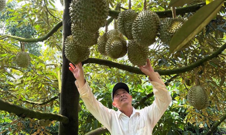 Trồng sầu riêng sạch, nông dân vẫn loay hoay tìm đầu ra