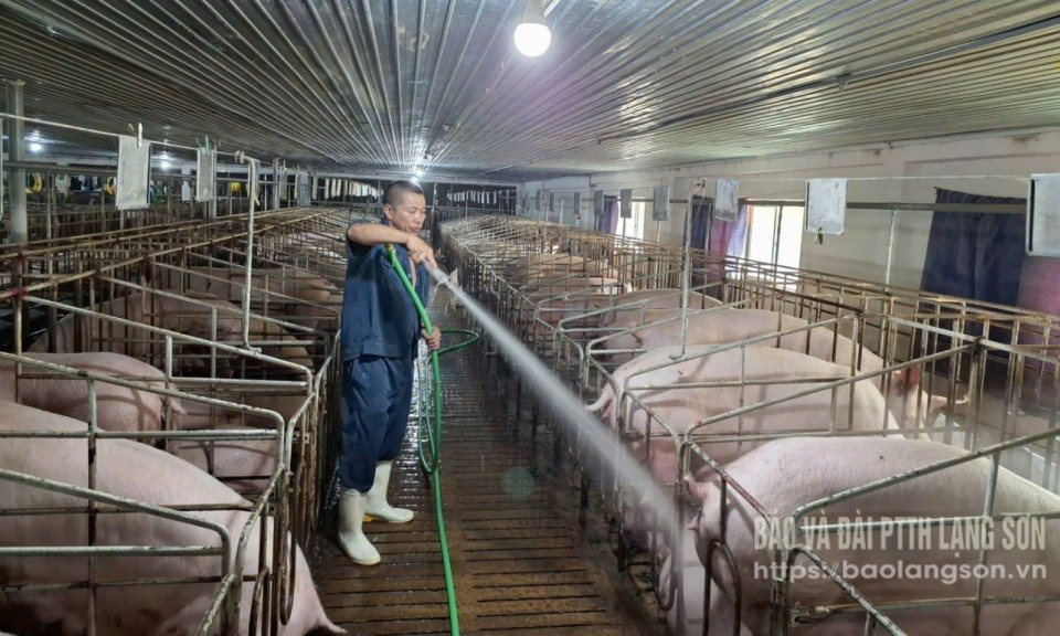 Chăn nuôi an toàn phát triển bền vững
