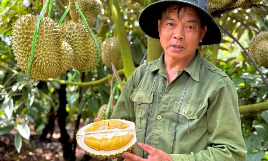 Sầu riêng sượng nước, nông dân bất lực nhìn giá rớt thảm