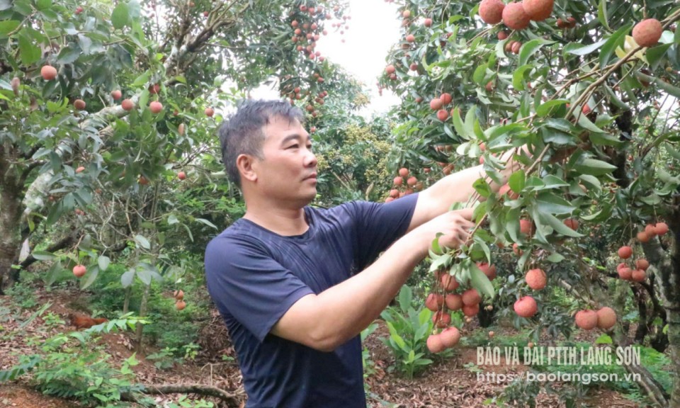 Hữu Lũng: Mùa vải “đắng”