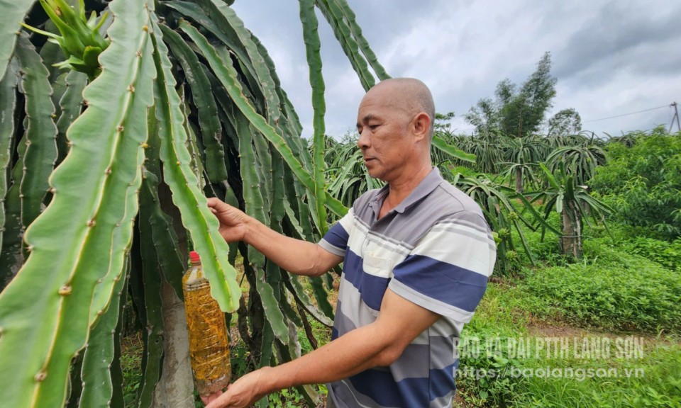 Làm giàu từ “rồng xanh”