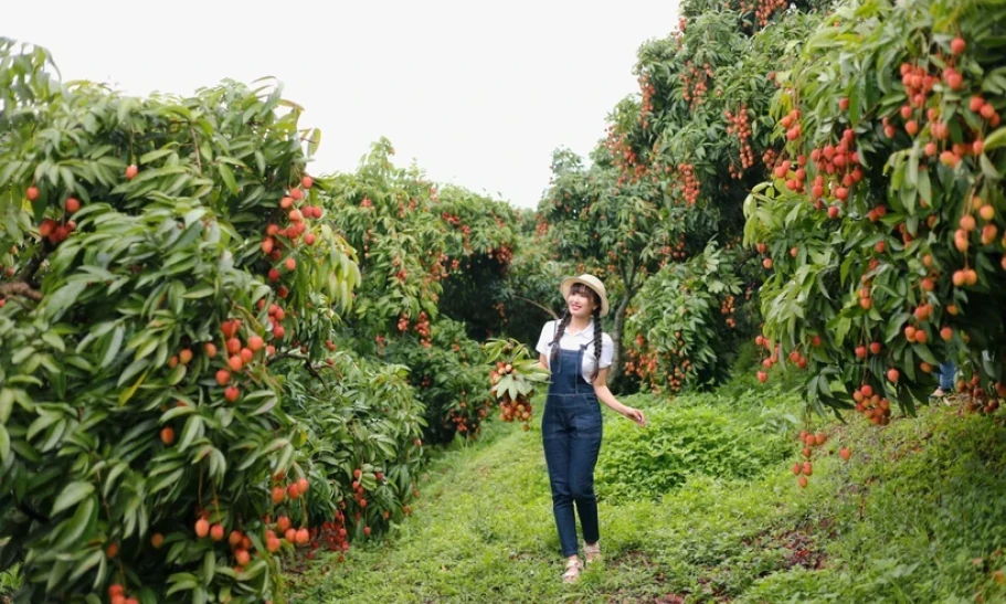 Lychee season draws tourists to Bac Giang