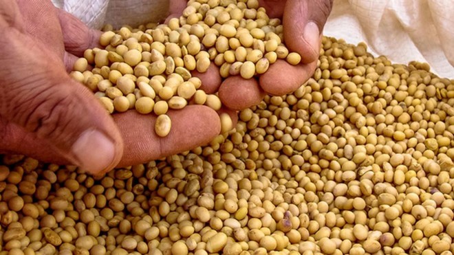 Giá đậu tương tăng nhẹ. (Nguồn: The Indian Express)