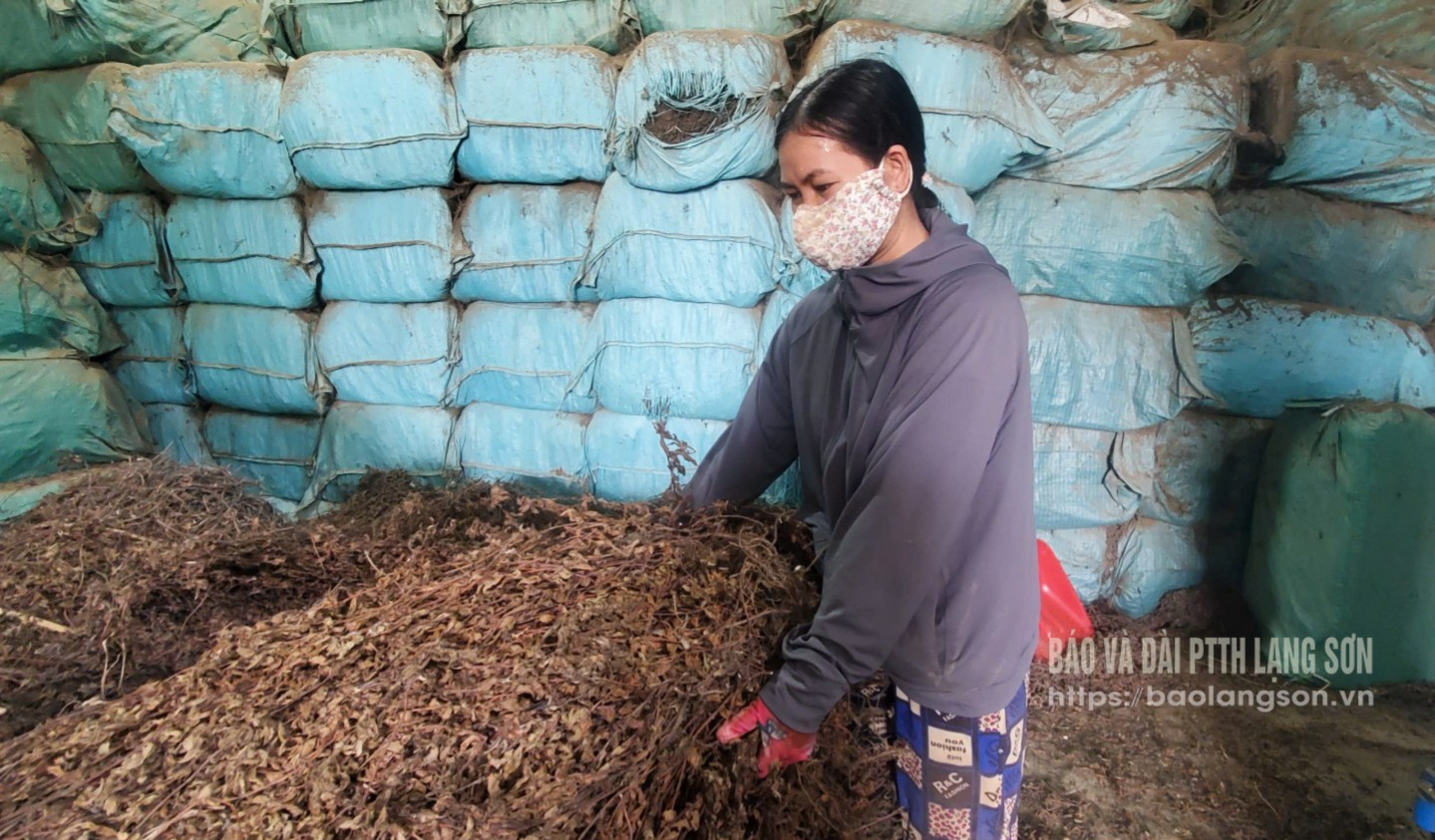 Công nhân Hợp tác xã Nông lâm nghiệp Đại Đồng đóng gói sản phẩm thạch đen khô chuẩn bị xuất khẩu sang Trung Quốc