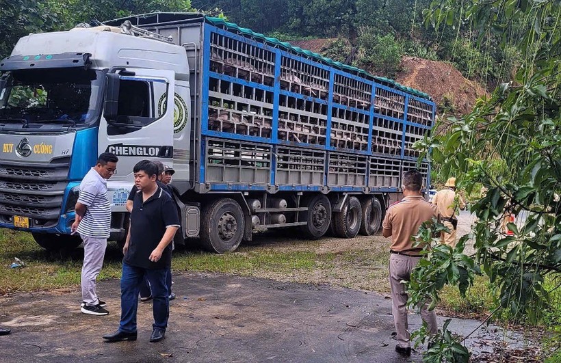 Cơ quan chức năng kiểm tra bắt giữ ôtô tải biển kiểm soát 37H-014.36 chở lợn bị dịch tả châu Phi. (Ảnh: TTXVN phát)