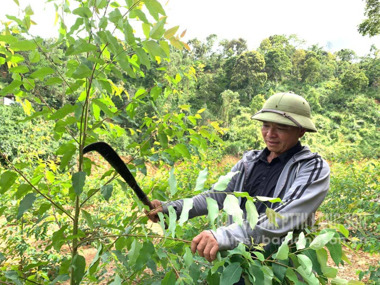 Người dân thôn Long Tràng chăm sóc rừng