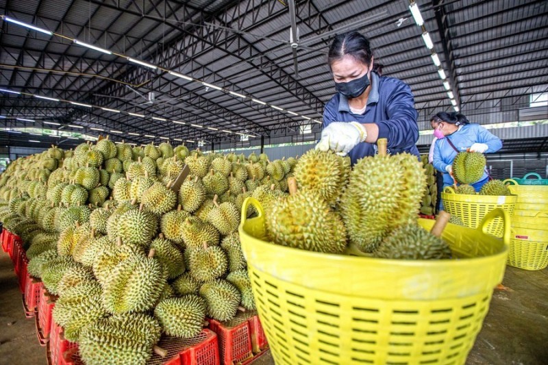 Sầu riêng đóng vai trò chủ lực trong thúc đẩy xuất khẩu rau quả Việt Nam.