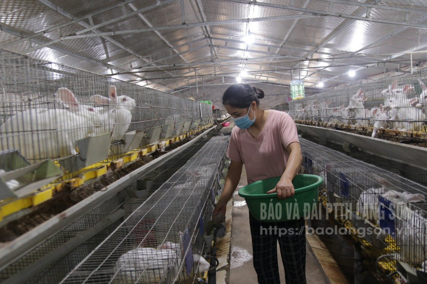 Chăm sóc vật nuôi tại HTX Sản xuất và Dịch vụ nông lâm nghiệp Hoàng Trung, phường Tam Thanh