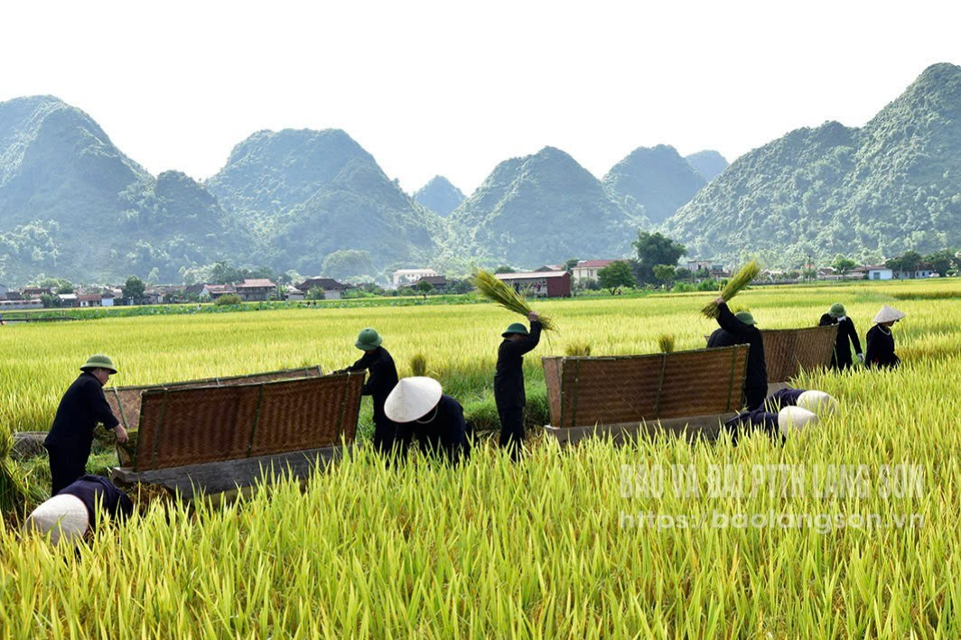 Hoạt động gặt lúa bằng công cụ thô sơ trên cách đồng xã Bắc Sơn tại Lễ hội "Mùa vàng Bắc Sơn" năm 2024 - Ảnh: DƯƠNG TUẤN