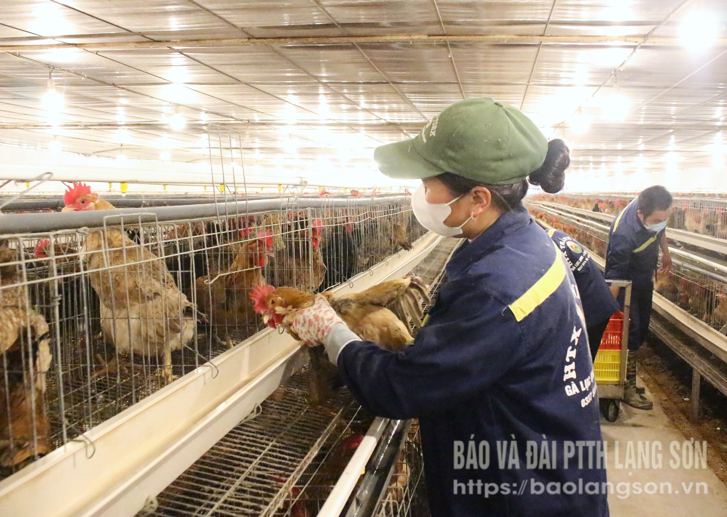 Công nhân chăm sóc gà hậu bị