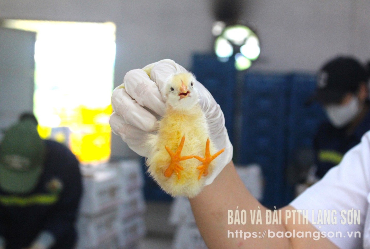 Gà giống 6 ngón Mẫu Sơn