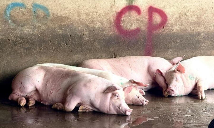 C.P. Việt Nam công bố kết quả kiểm tra của công an vụ bị tố 'bán thịt heo bẩn'