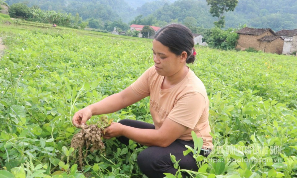 Cây lạc giờ thêm vui