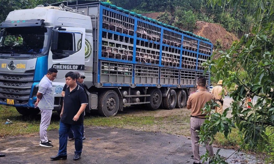 Phát hiện ngăn chặn và tiêu hủy 14 tấn lợn bị dịch tả châu Phi