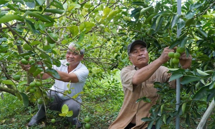 Hợp tác xã - “chìa khóa” mở đường cho nông sản tỷ đô