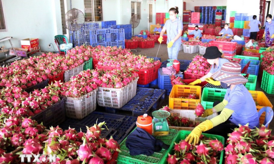 Thủ tướng chỉ đạo gỡ vướng cho thanh long, hồ tiêu xuất khẩu