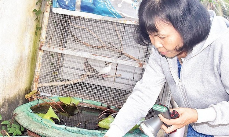 Tuần qua, số ca mắc sốt xuất huyết ở Hà Nội tăng gấp đôi