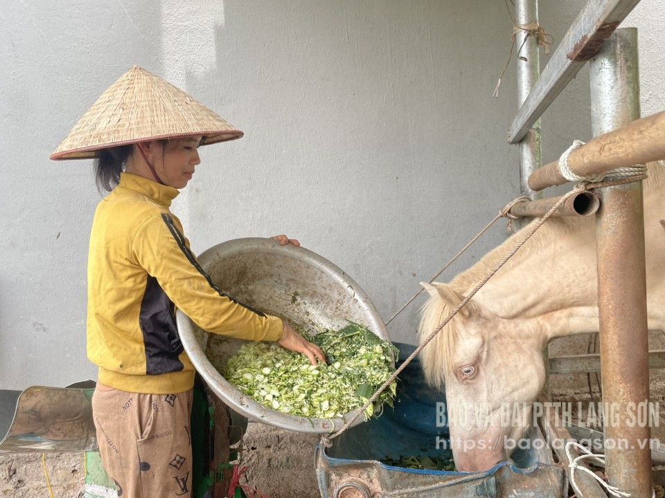 Người dân xã Thống Nhất phát triển chăn nuôi ngựa từ chương trình hỗ trợ lãi suất tín dụng theo Nghị quyết 08