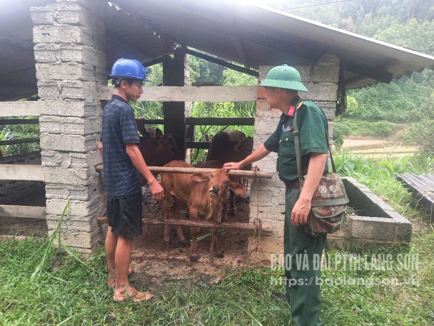 Cán bộ Đoàn KTQP kiểm tra mô hình chăn nuôi bò sinh sản tại xã Kháng Chiến 