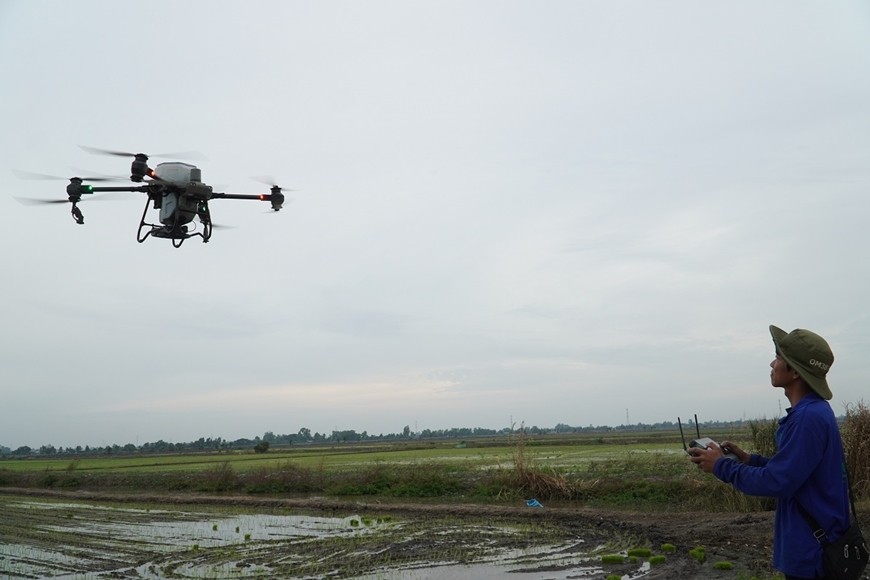 Người dân xã Trường Thành, TP Cần Thơ điều khiển drone để phun thuốc cho đồng ruộng. 
