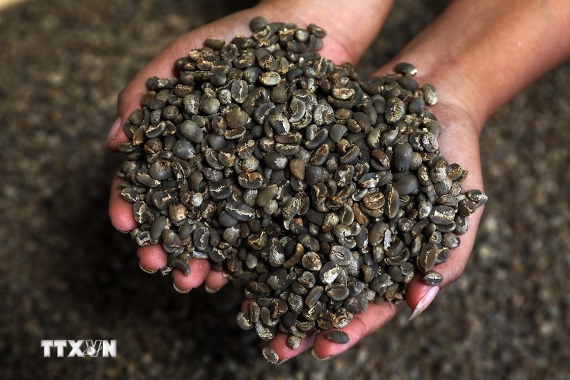 Càphê arabica tại Medan, Bắc Sumatra, Indonesia. (Ảnh: AFP/TTXVN)