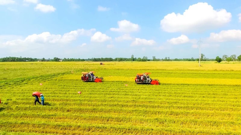 Thu hoạch lúa theo quy trình sản xuất lúa chất lượng cao, phát thải thấp tại Cần Thơ.