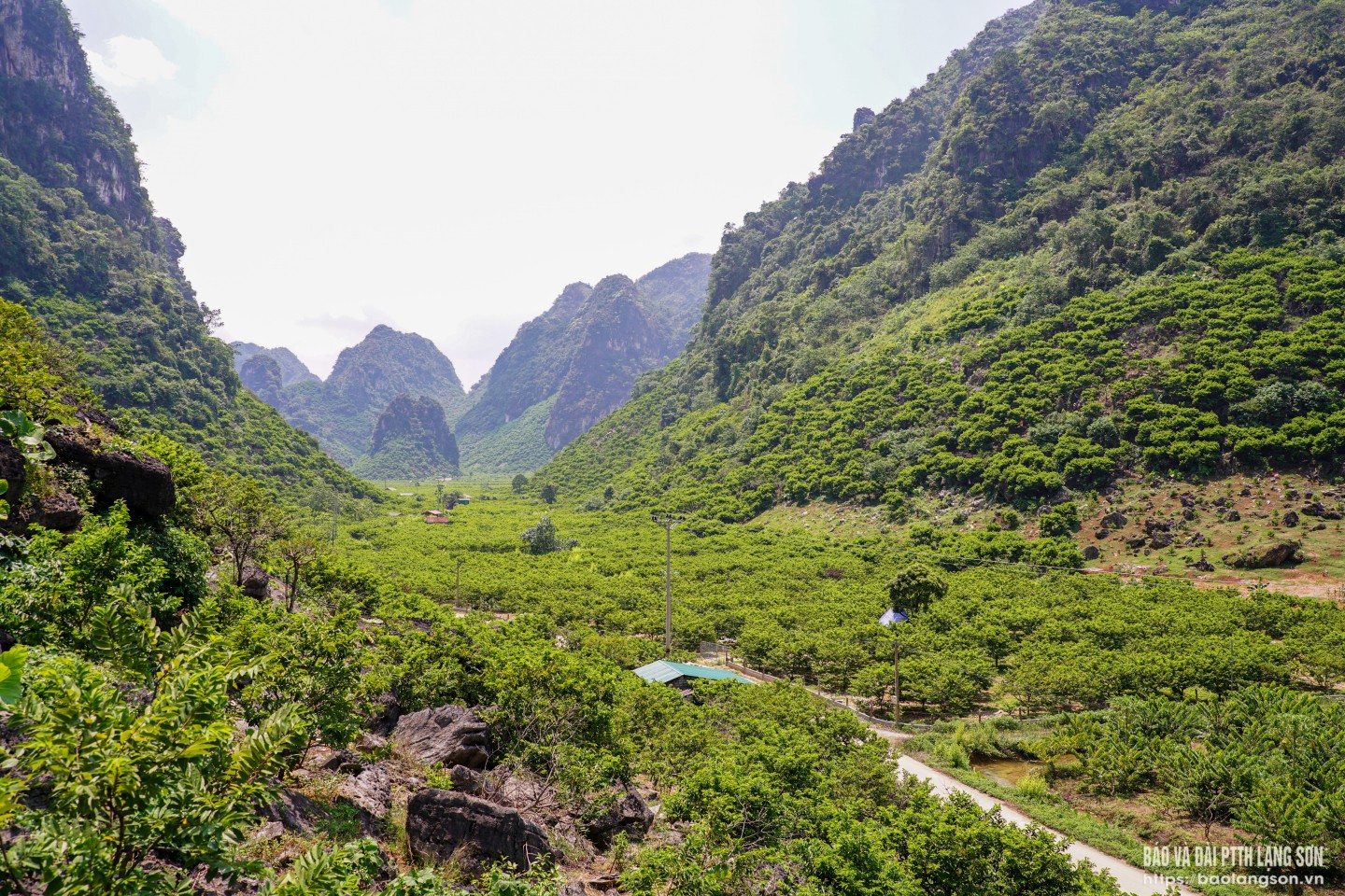 Những vườn na xanh mướt trải dọc triền núi đá vôi, cây na bám rễ vào khe đá, kết trái trĩu cành trên triền núi đá vôi, đây là đặc trưng cảnh quan và điều kiện canh tác độc đáo của na được trồng tại Lạng Sơn