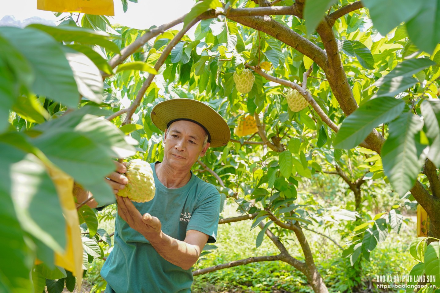 Người dân tỉ mỉ quan sát từng quả na, chọn đúng thời điểm thu hái để giữ trọn hương vị trước khi đưa đi tiêu thụ